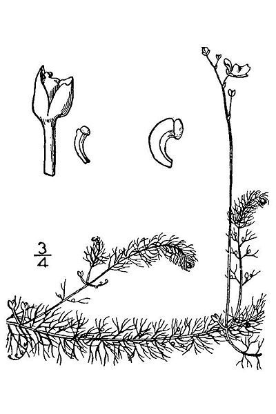 File:Utricularia geminiscapa illustration.jpg