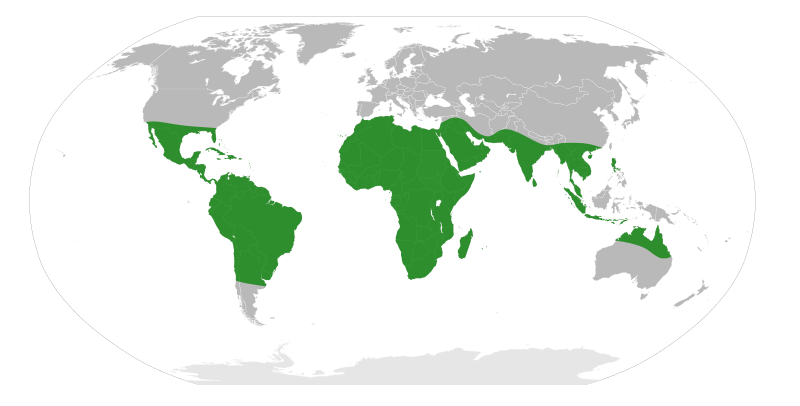 File:Vachellia Distribution Map.svg