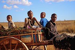 Zebu cart near Bezaha