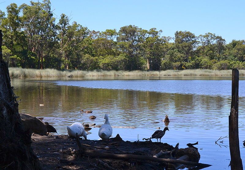 File:(1)Glenbrook Lagoon 033.jpg