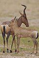 Cow and calf in Kgalagadi Transfrontier Park