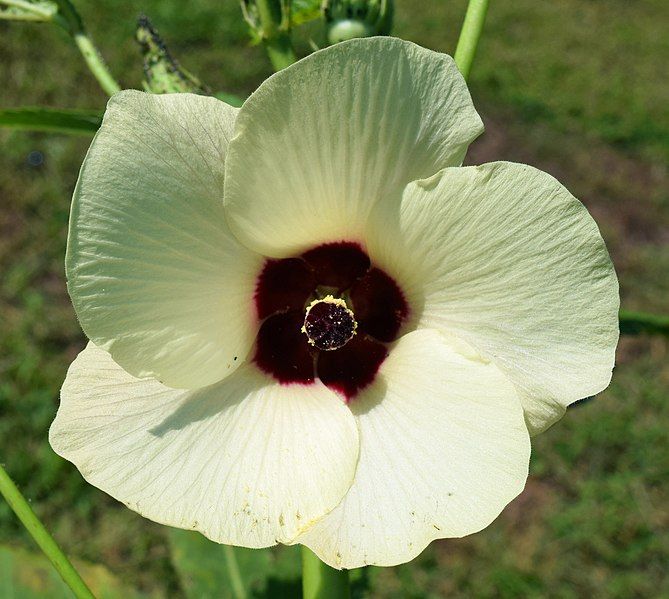 File:Abelmoschus esculentus flower.jpg