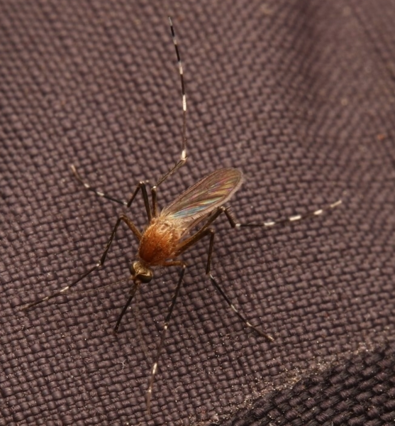 File:Aedes canadensis canadensis.png