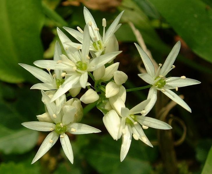 File:Allium ursinum2.jpg