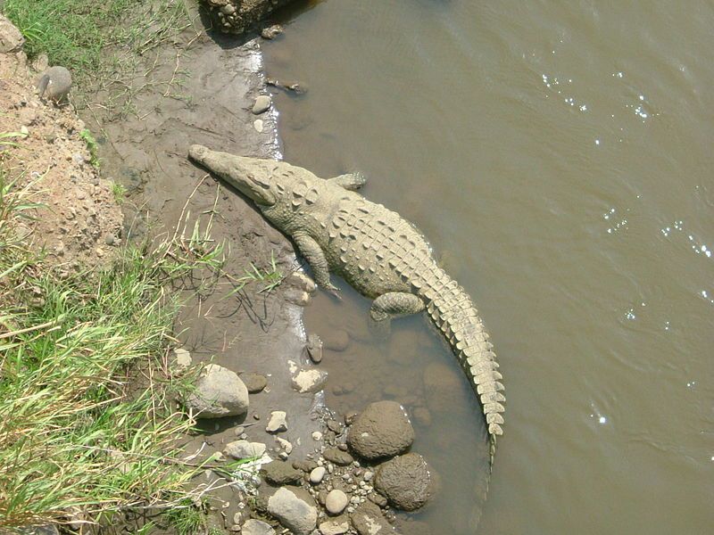 File:American crocodile.jpg