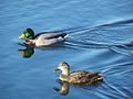 Mallard female (bottom) and male (top).