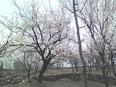 Apricot tree