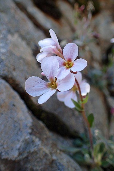 File:Arabis purpurea kz11.jpg