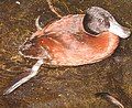 Argentine Ruddy Duck