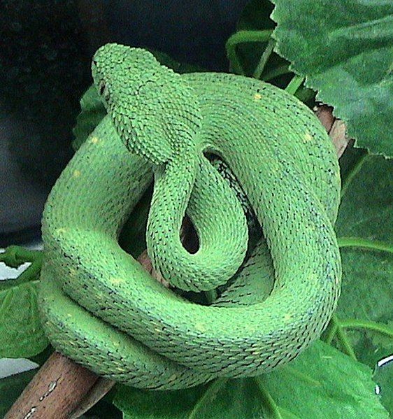 File:Atheris chlorechis.jpg