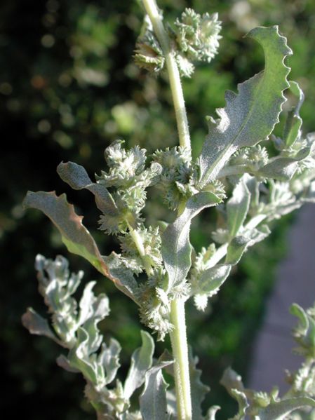 File:Atriplex elegans.jpg