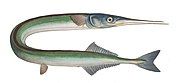 The ambush predator needlefish Belone belone