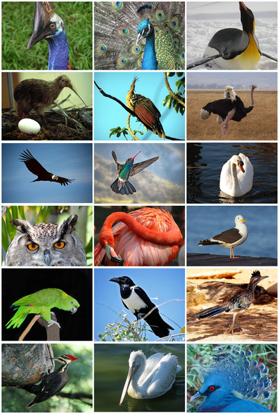 File:Bird Diversity 2011.png