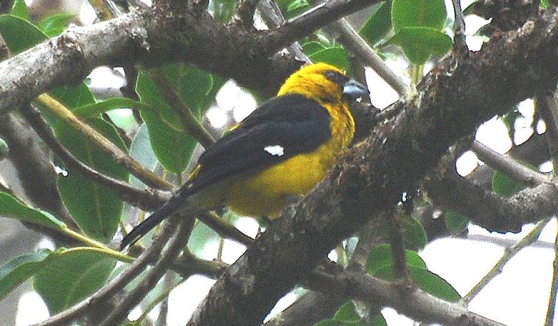 File:Black-thighed Grosbeak (cropped).jpg