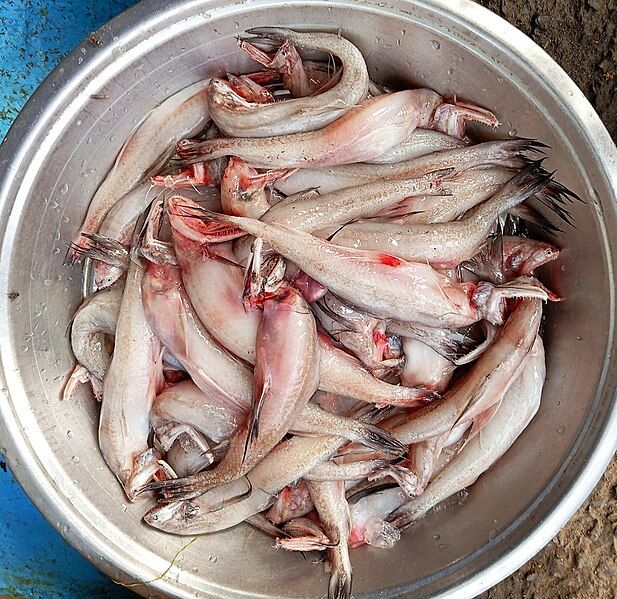 File:Bombay duck.jpg