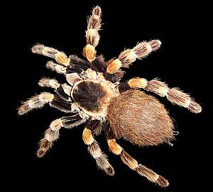 Mexican redknee tarantula