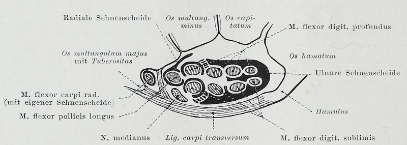 File:Braus 1921 186.png