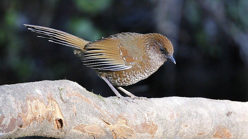 File:Brown-capped Laughingthrush.jpg