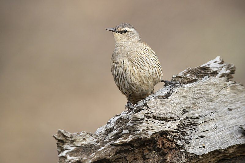 File:Brown Treecreeper 6137.jpg