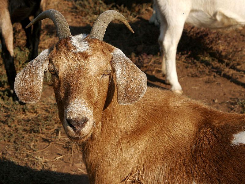 File:Brown female goat.jpg