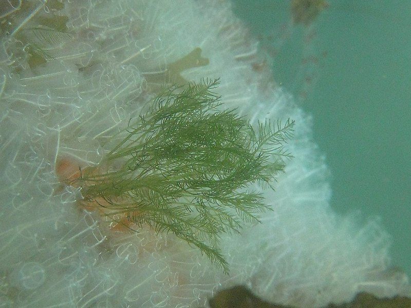 File:Bryopsis plumosa 53552509.jpg