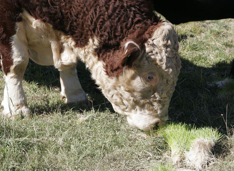 File:Bull eating fodder.jpg