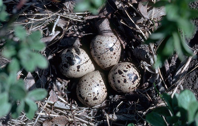 File:Calidris bairdii1.jpg