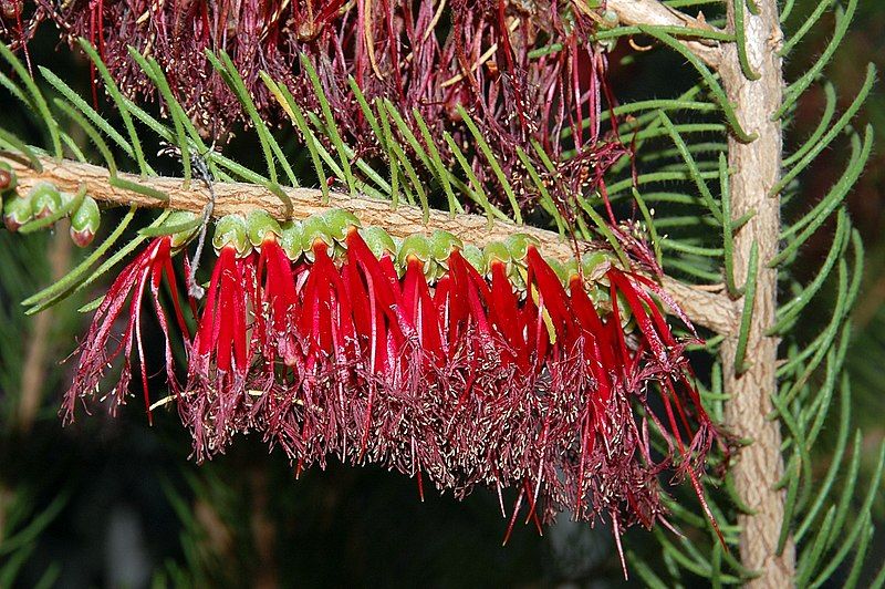 File:Calothamnus quadrifidus fg01.JPG