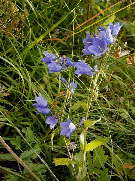 File:Campanula rhomboidalis2.jpg