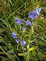 Campanula rhomboidalis