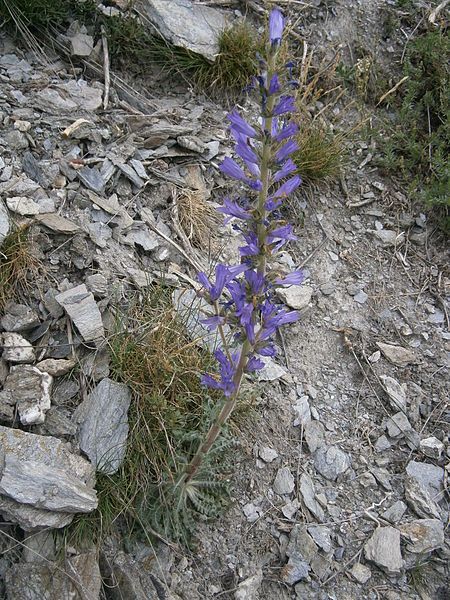 File:Campanula spicata 001.JPG