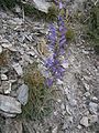 Campanula spicata