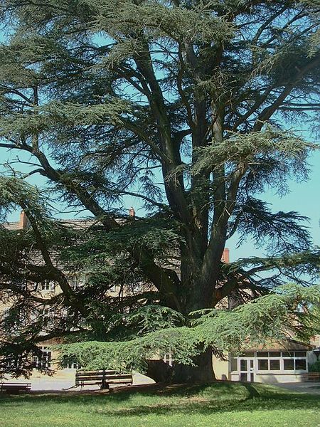 File:Cedrus atlantica.jpg