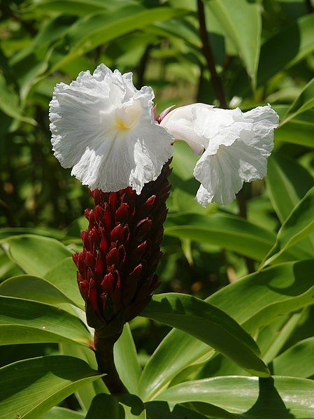 File:Cheilocostus speciosus.jpg