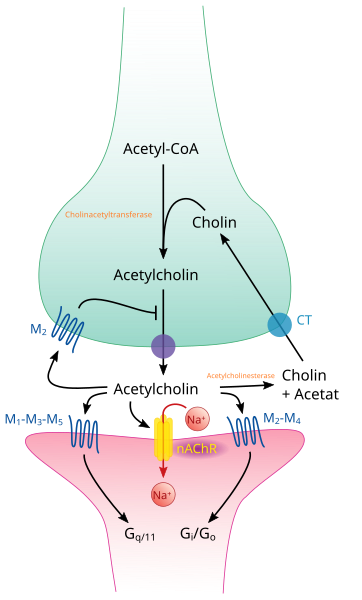 File:Cholinergic synapse-de.svg