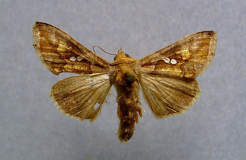 File:Chrysodeixis chalcites.JPG