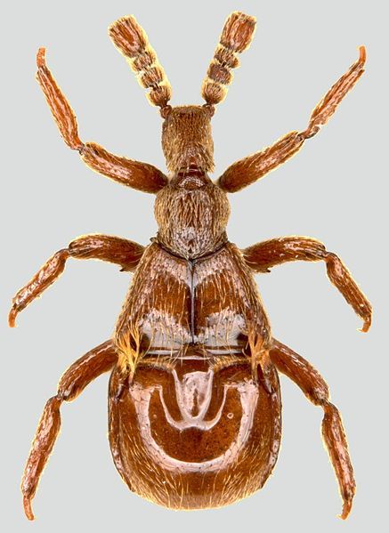 File:Claviger testaceus.jpg