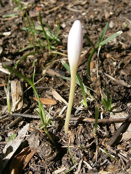 File:Colchicum alpinum bud.jpg