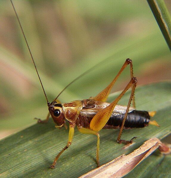 File:Conocephalus nigropleurum.jpg