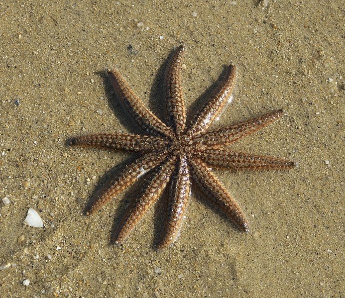 File:Coscinasterias muricata 61627905.jpg