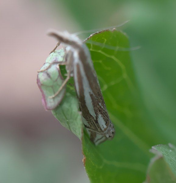 File:Crambus whitmerellus P1290534b.jpg