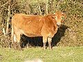 Limousin.