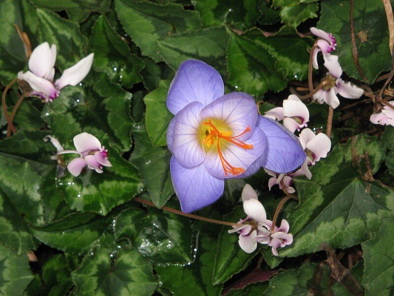 File:Crocus speciosus 'Artabir'2.jpg