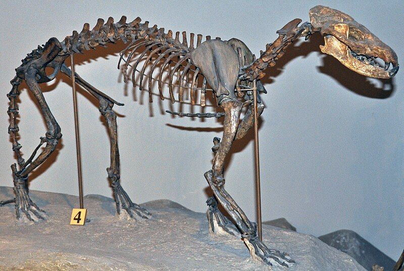 File:Daphoenus vetus skeleton.jpg