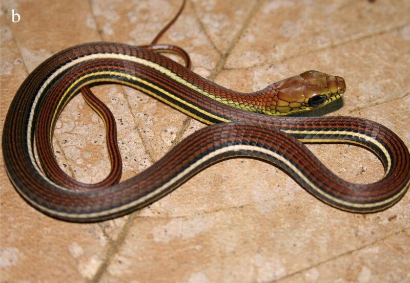 File:Dendrelaphis caudolineatus.jpg