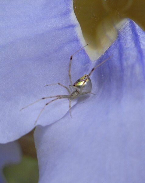 File:Dewdrop Spider.JPG