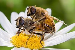 Drone flies mating