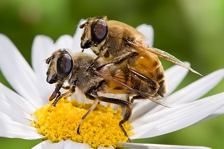 Mating of Eristalis tenax, by Fir0002