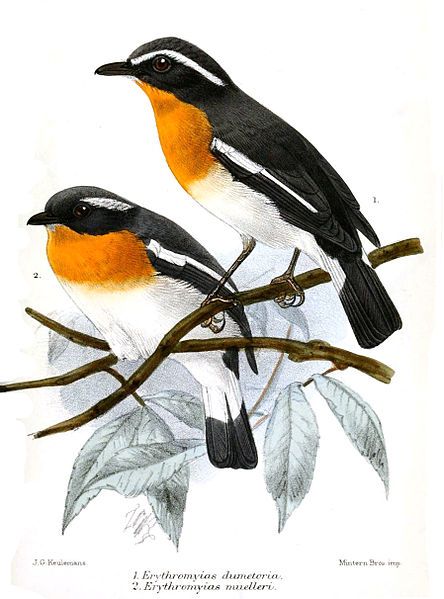 File:ErythromyiasKeulemans.jpg