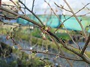 Flowers and stems